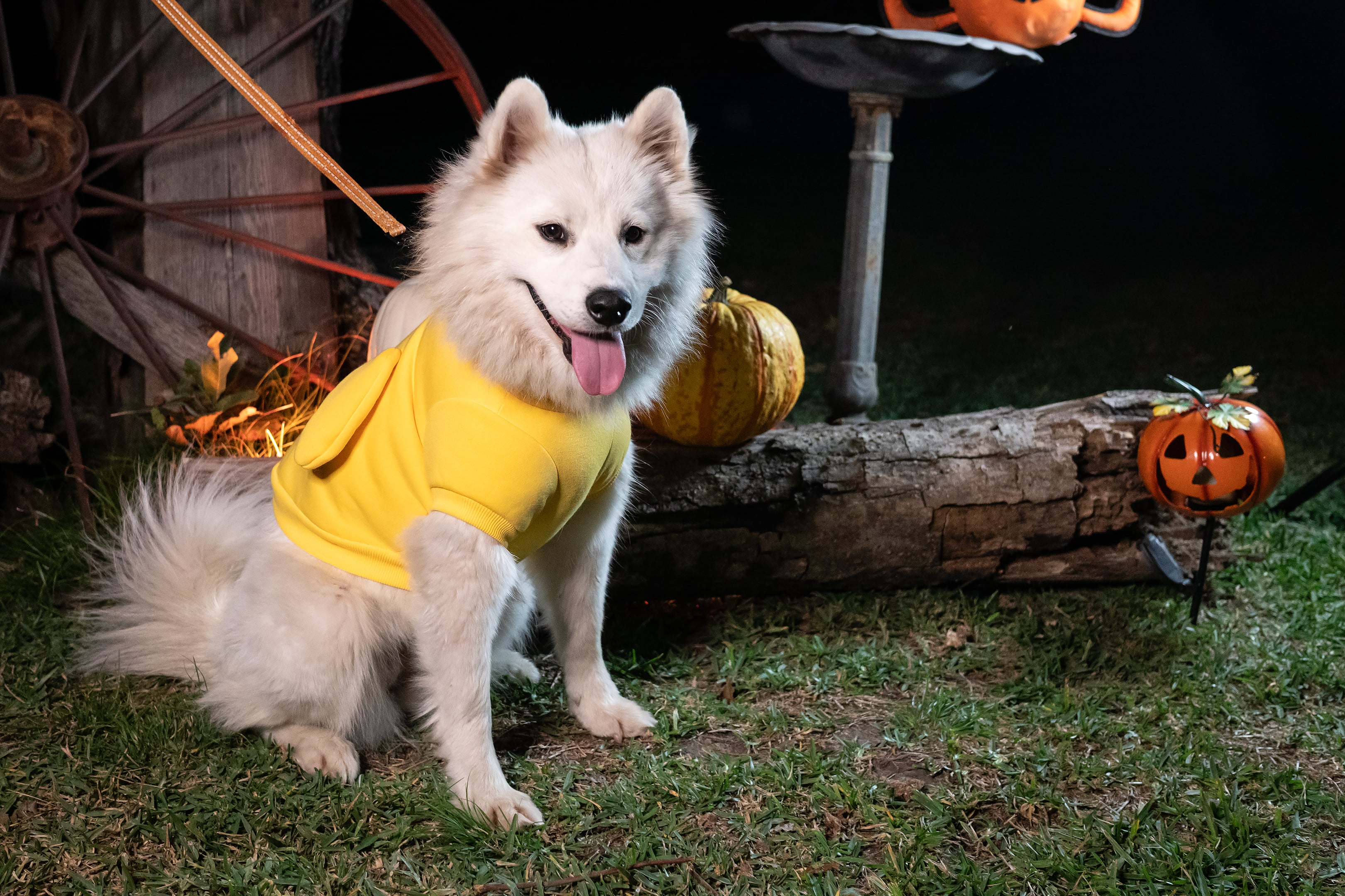 Enlarge Reyna, a Adopted Samoyed in Dallas, TX image 2/4