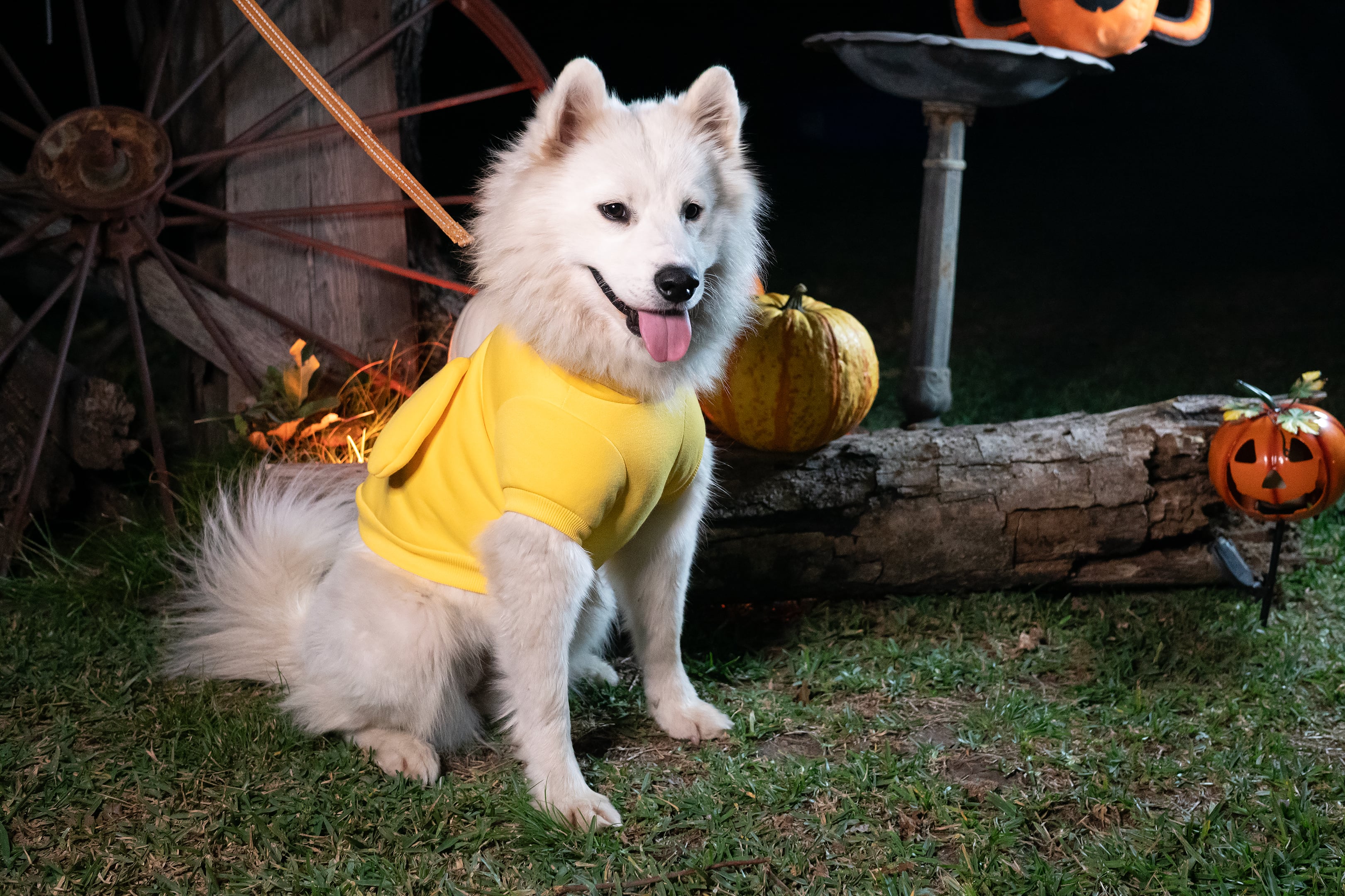 Enlarge Reyna, a Adopted Samoyed in Dallas, TX image 3/4