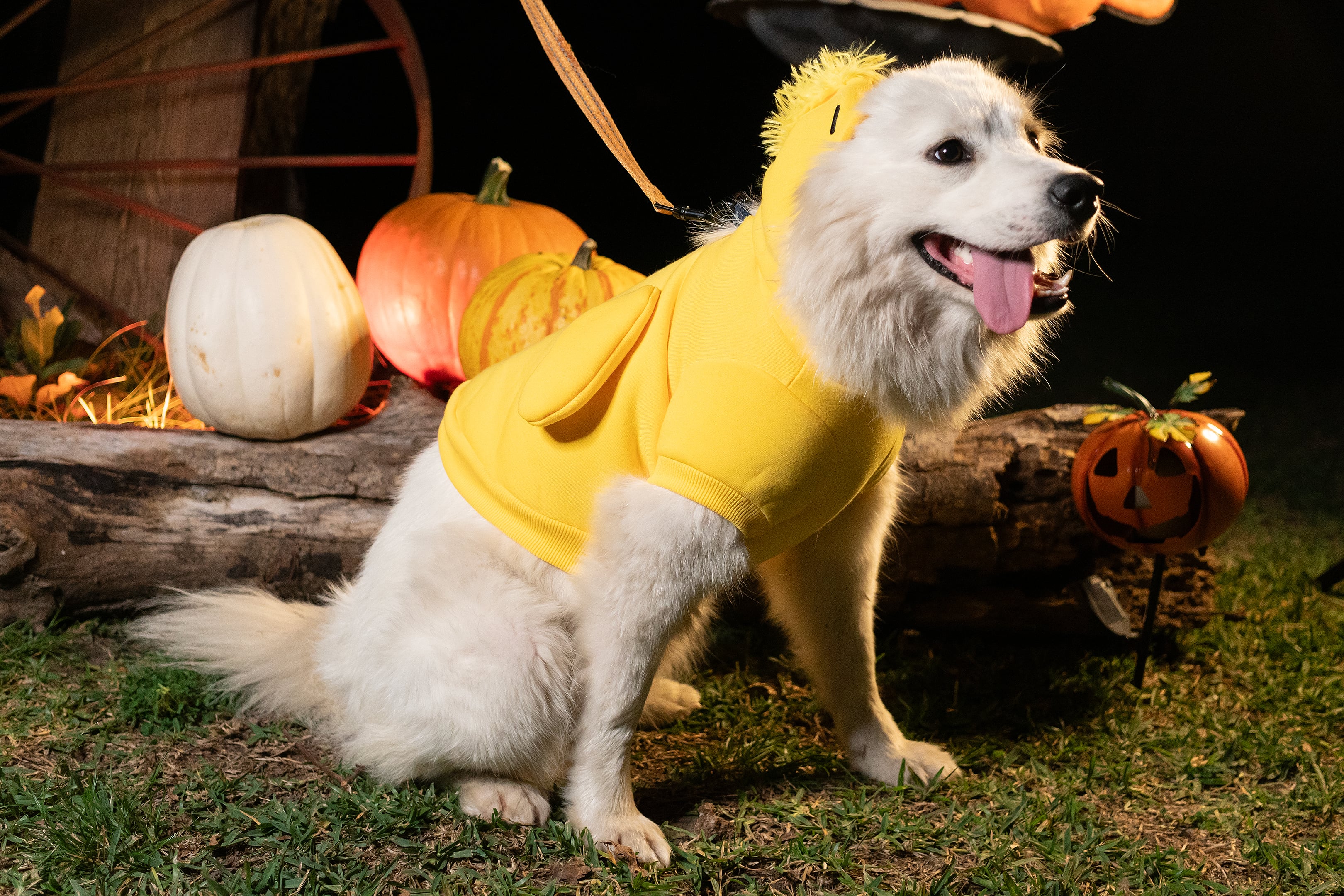 Enlarge Reyna, a Adopted Samoyed in Dallas, TX image 4/4