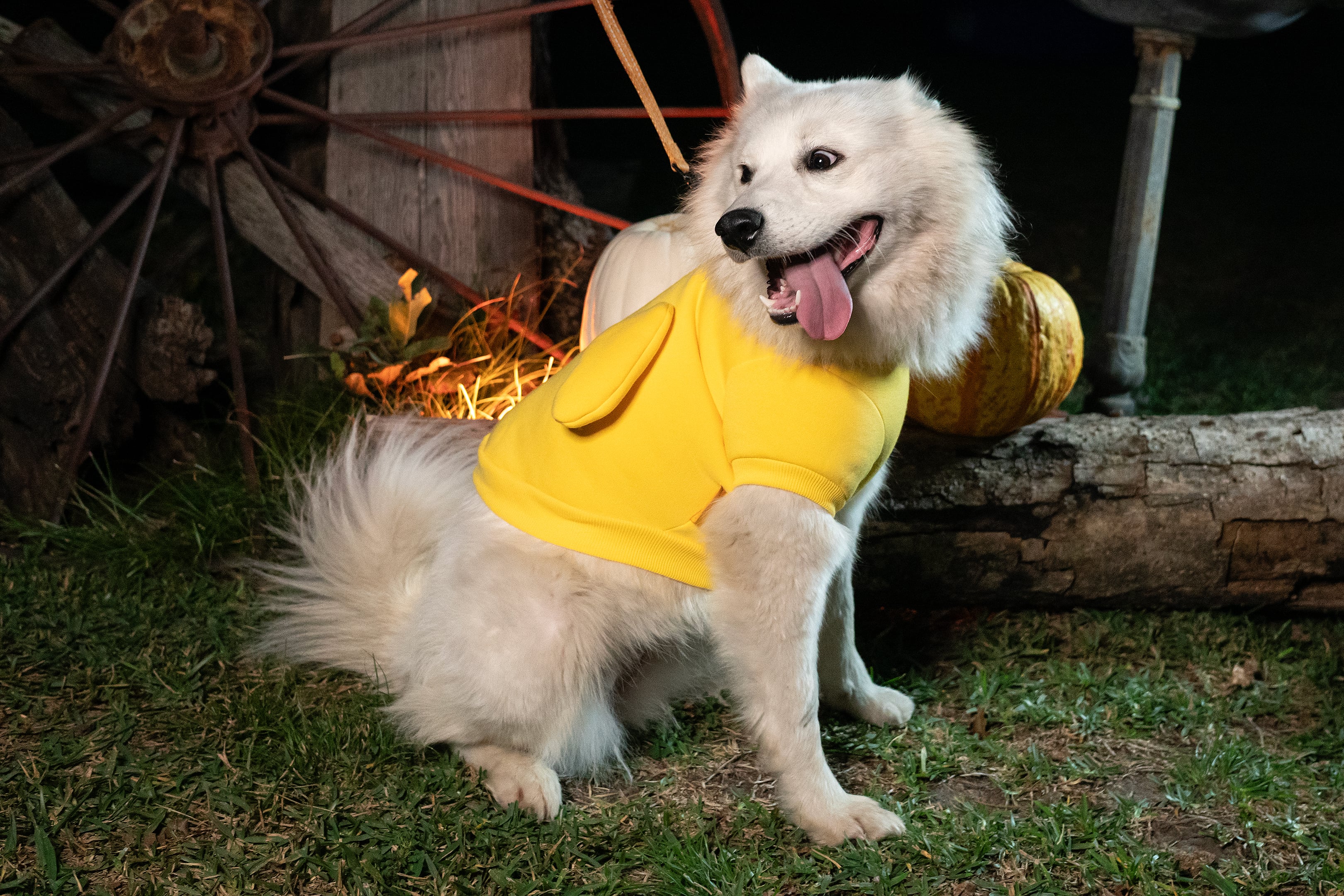 Reyna, Adopted, Adult Female Samoyed.