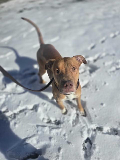 HICKORY, Adoptable, Young Male Pit Bull Terrier.