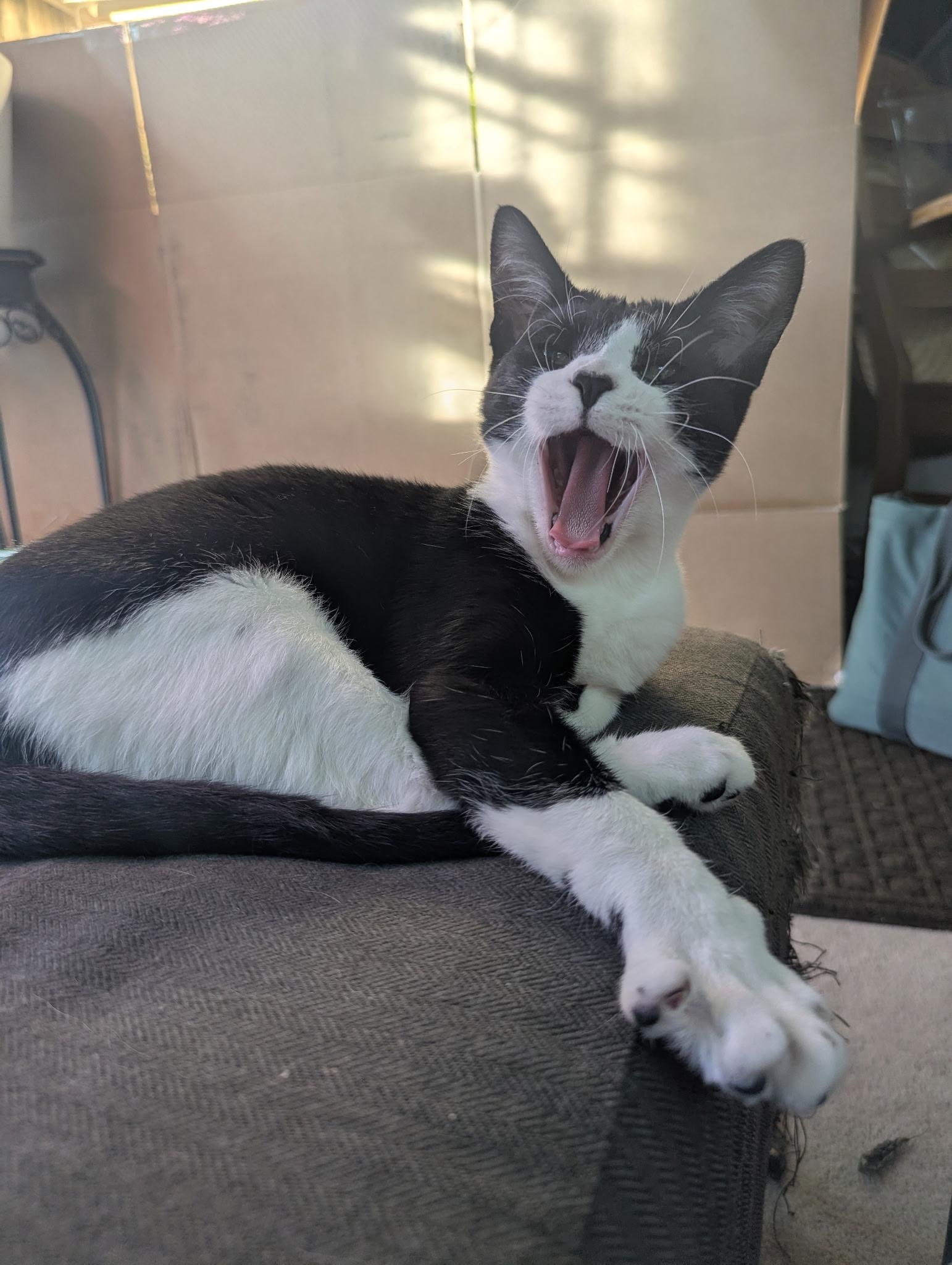 Enlarge Big Baby Puddin' Snatcher, a ADOPTABLE mixed breed in Syracuse, NY image 4/6