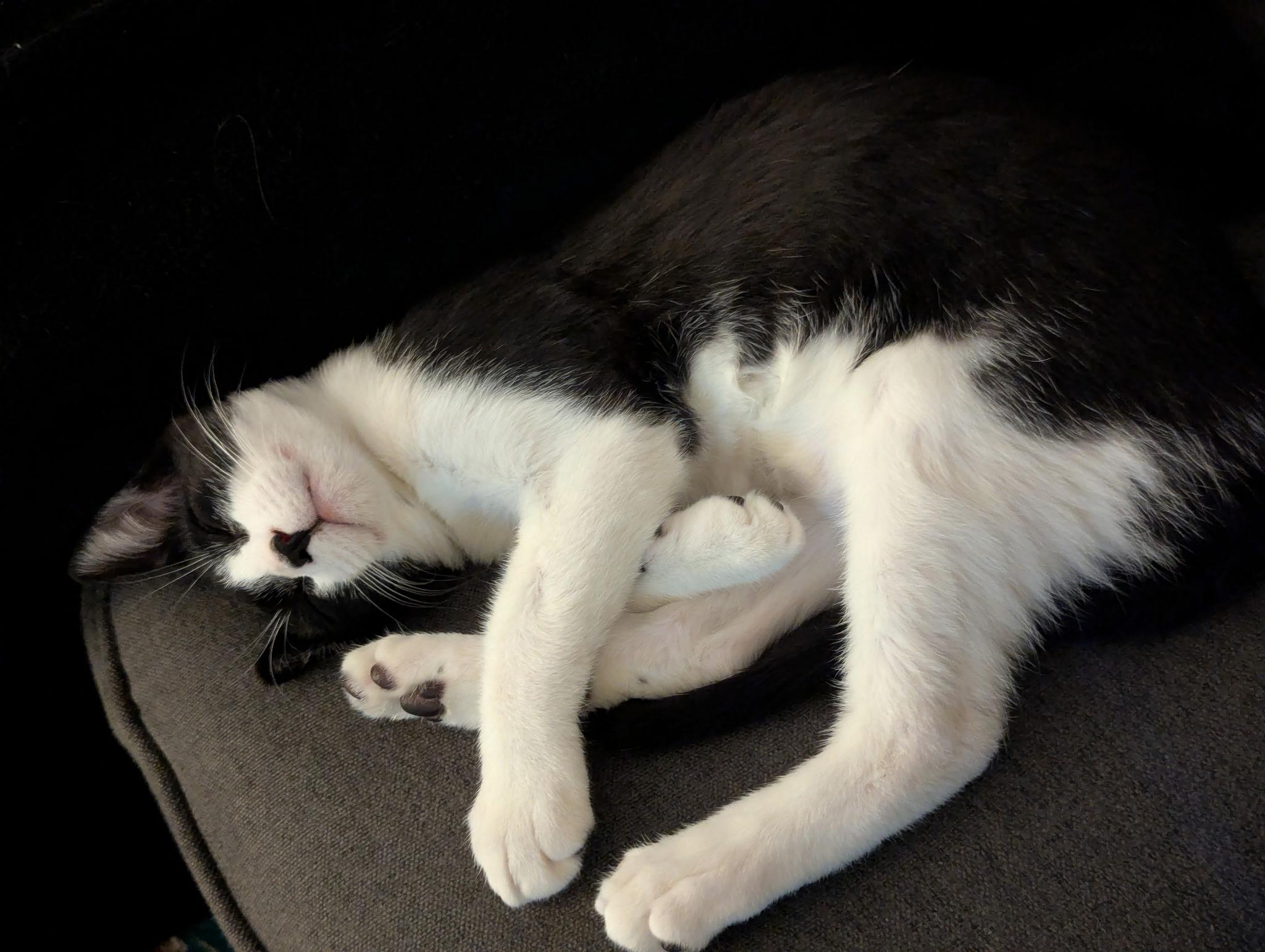 Enlarge Big Baby Puddin' Snatcher, a ADOPTABLE mixed breed in Syracuse, NY image 3/6