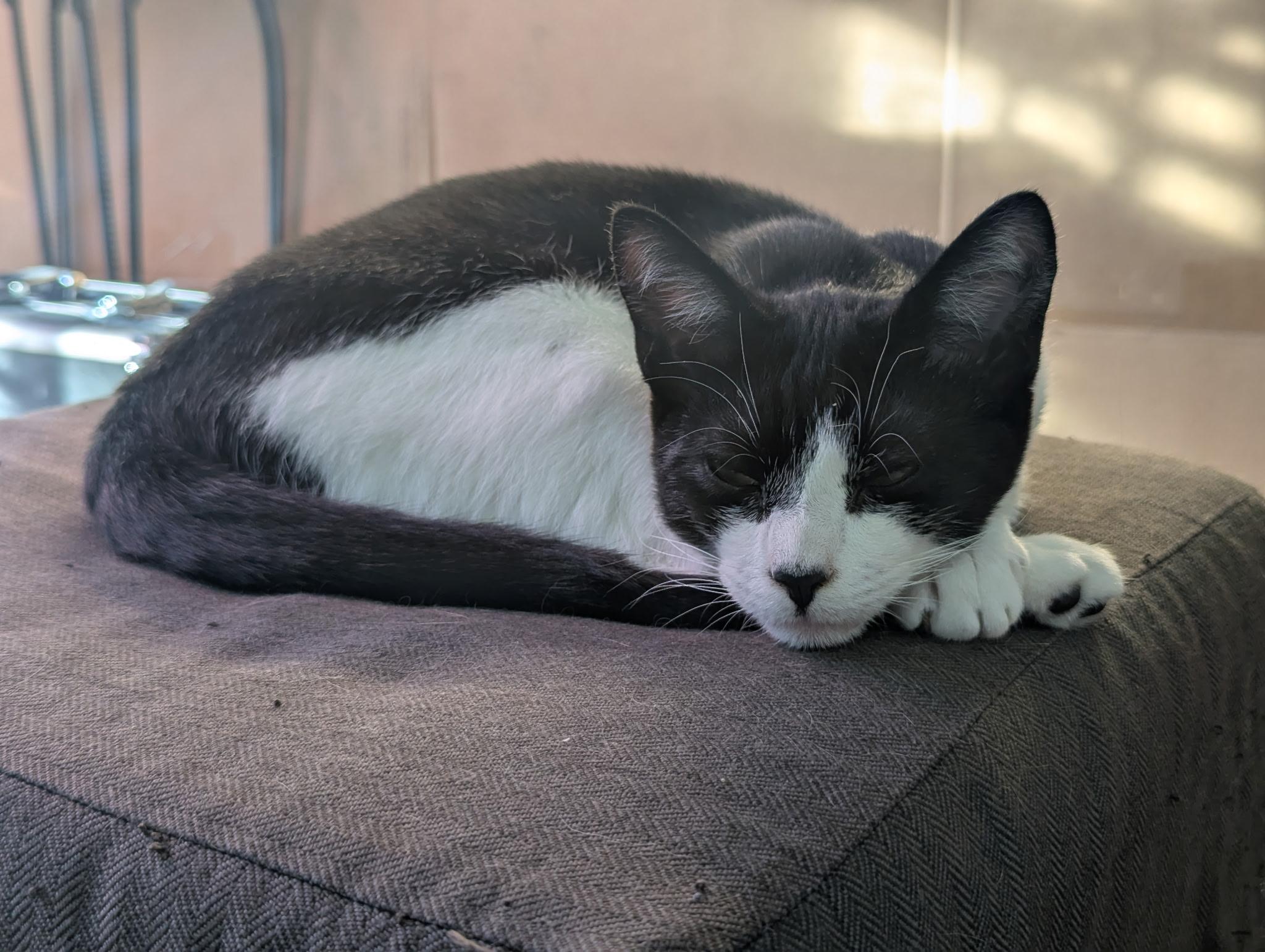 Enlarge Big Baby Puddin' Snatcher, a ADOPTABLE mixed breed in Syracuse, NY image 2/6