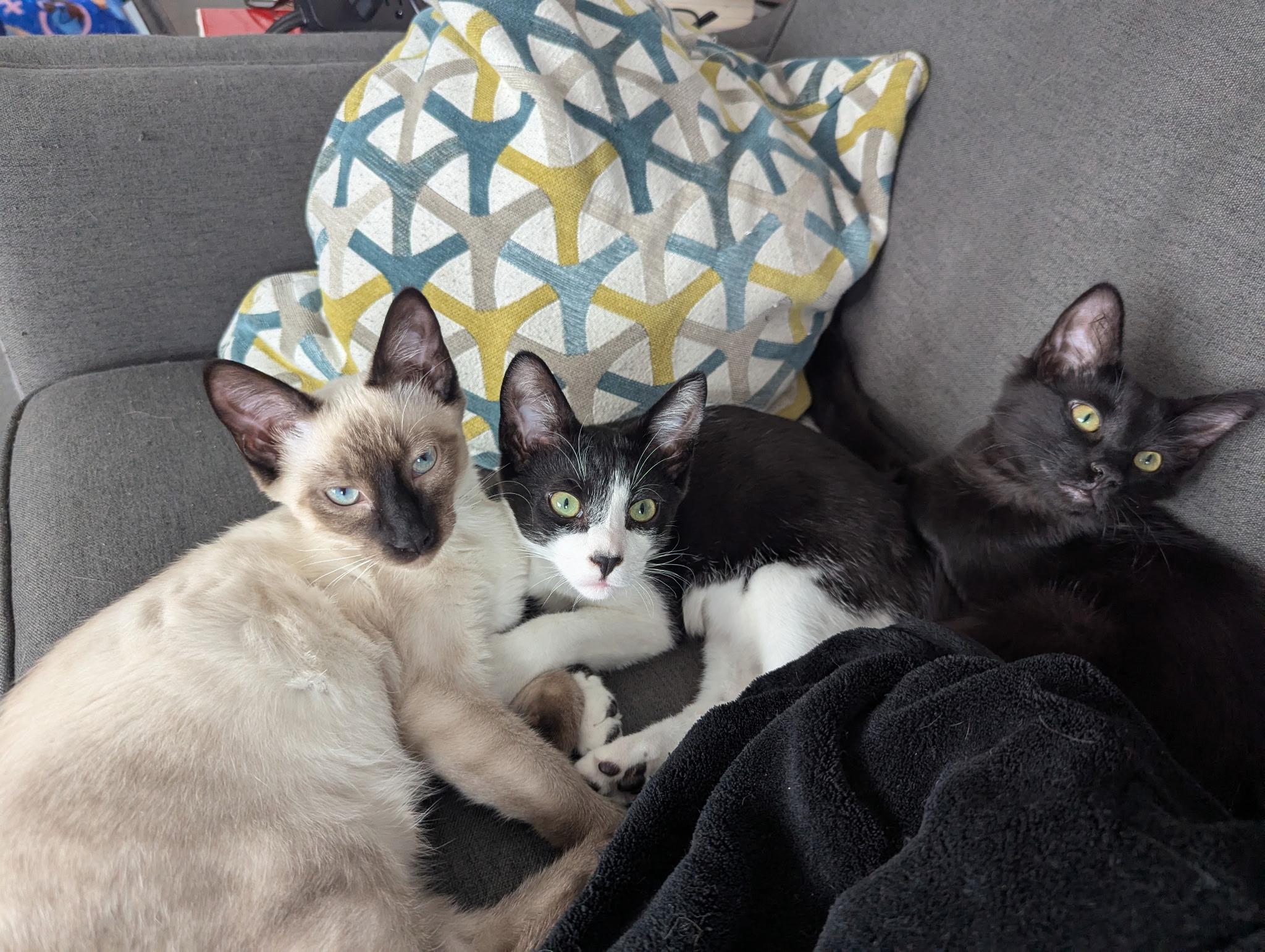 Enlarge Big Baby Puddin' Snatcher, a ADOPTABLE mixed breed in Syracuse, NY image 5/6