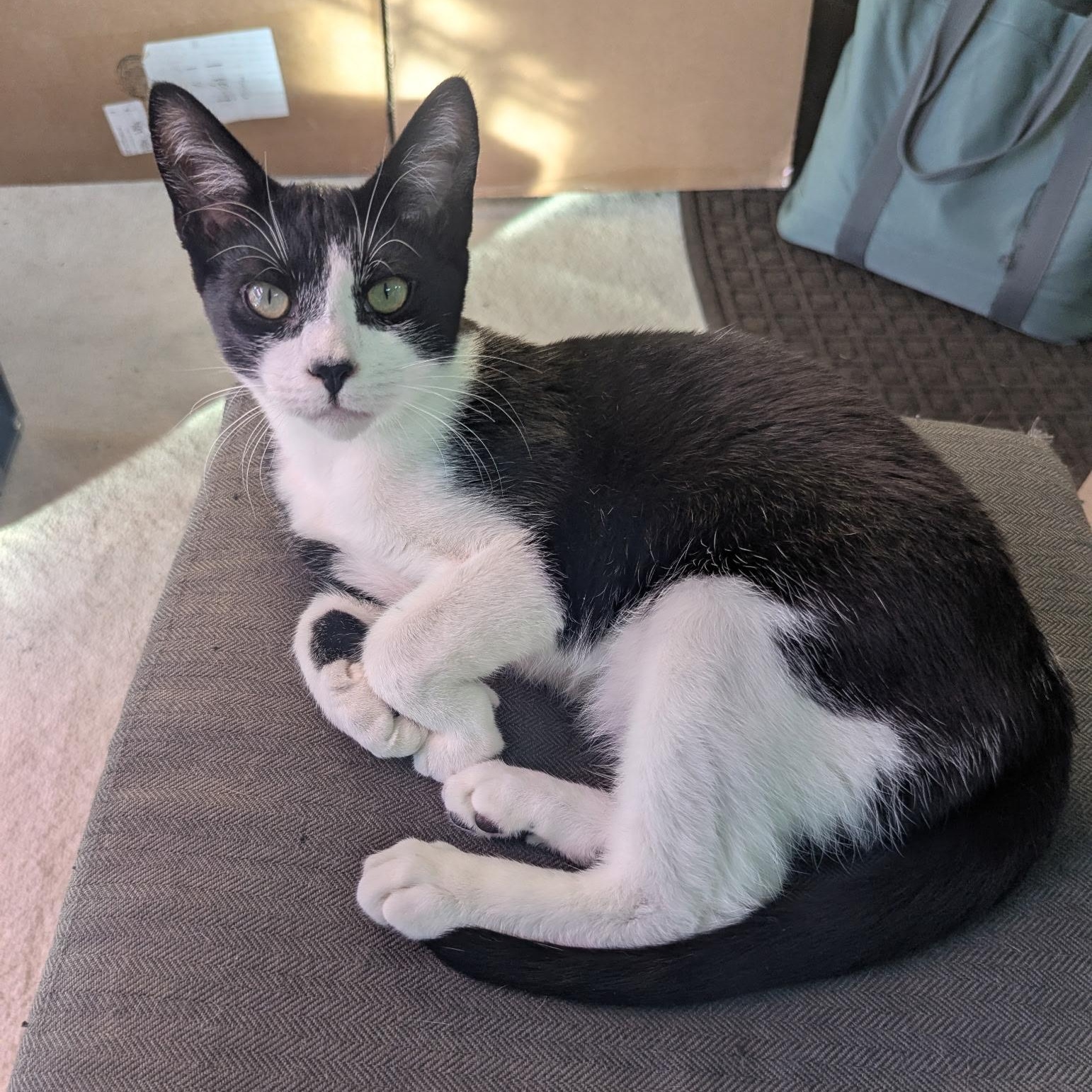 Big Baby Puddin' Snatcher, ADOPTABLE, Kitten Male Domestic Short Hair & Abyssinian.