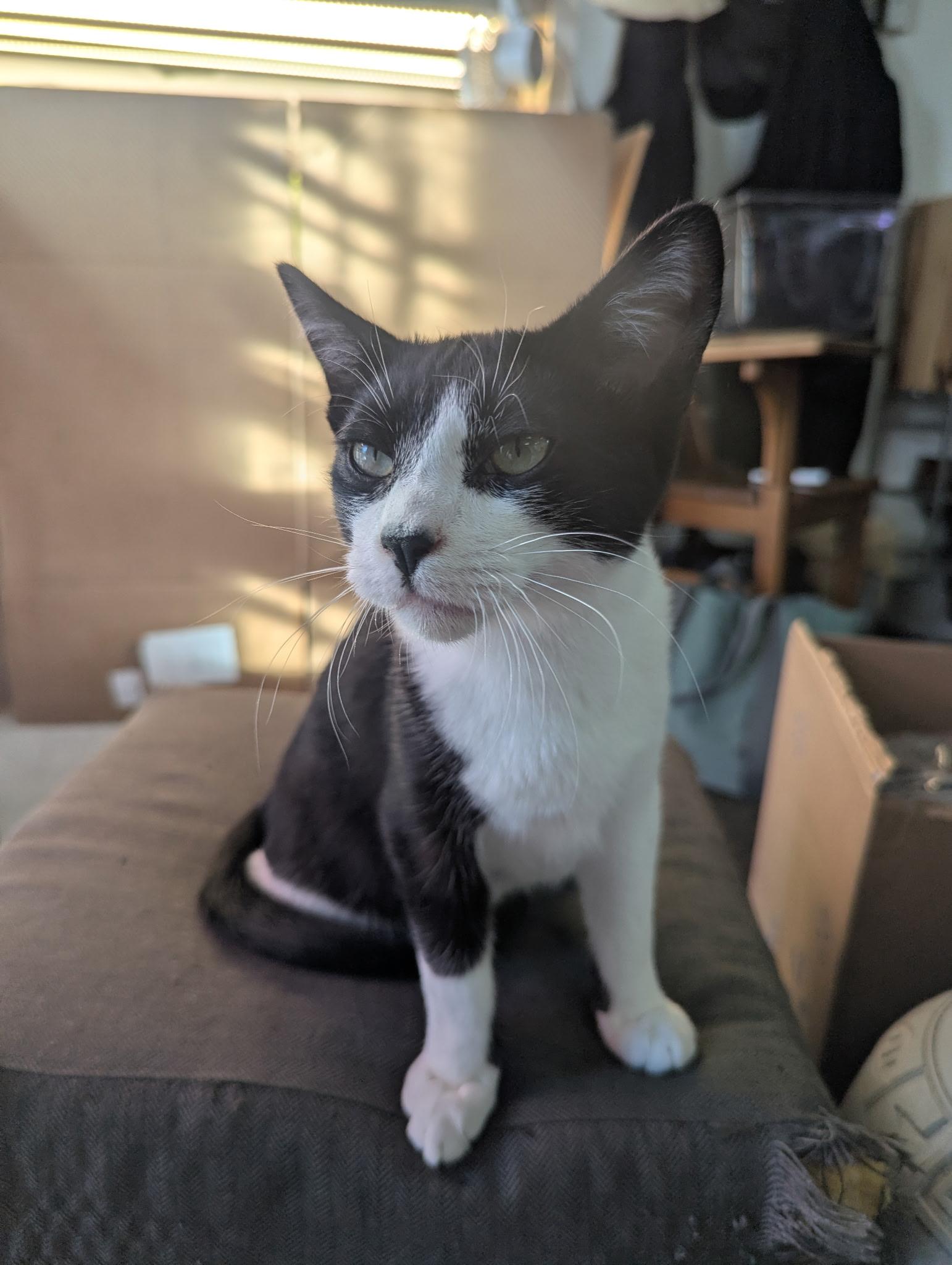 Enlarge Big Baby Puddin' Snatcher, a ADOPTABLE mixed breed in Syracuse, NY image 6/6