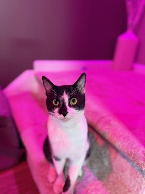 Enlarge Phoenix, an adopted Domestic Short Hair in MANASSAS, VA image 2/6