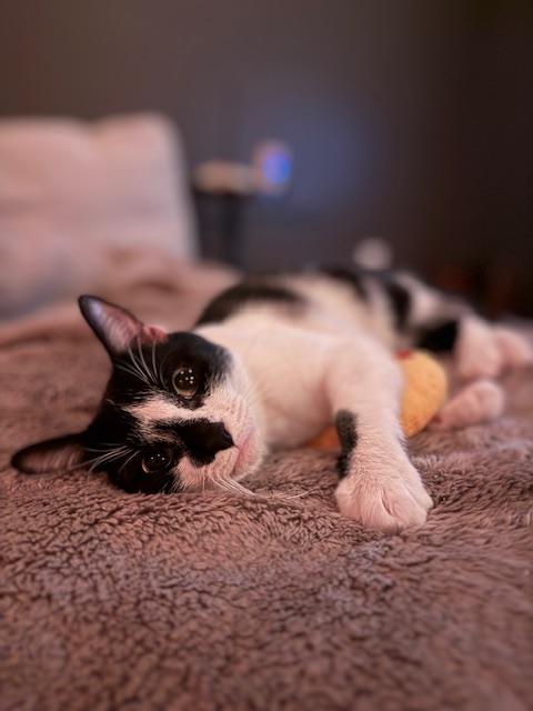 Enlarge Phoenix, an adopted Domestic Short Hair in MANASSAS, VA image 3/6