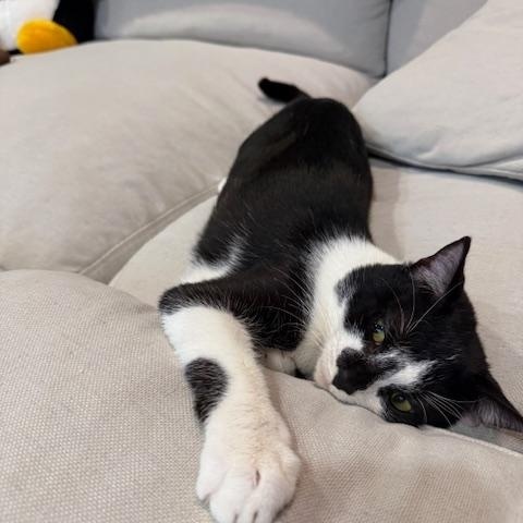 Phoenix, adopted, Kitten Male Domestic Short Hair.