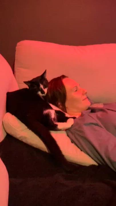 Enlarge Phoenix, an adopted Domestic Short Hair in MANASSAS, VA video 6/6