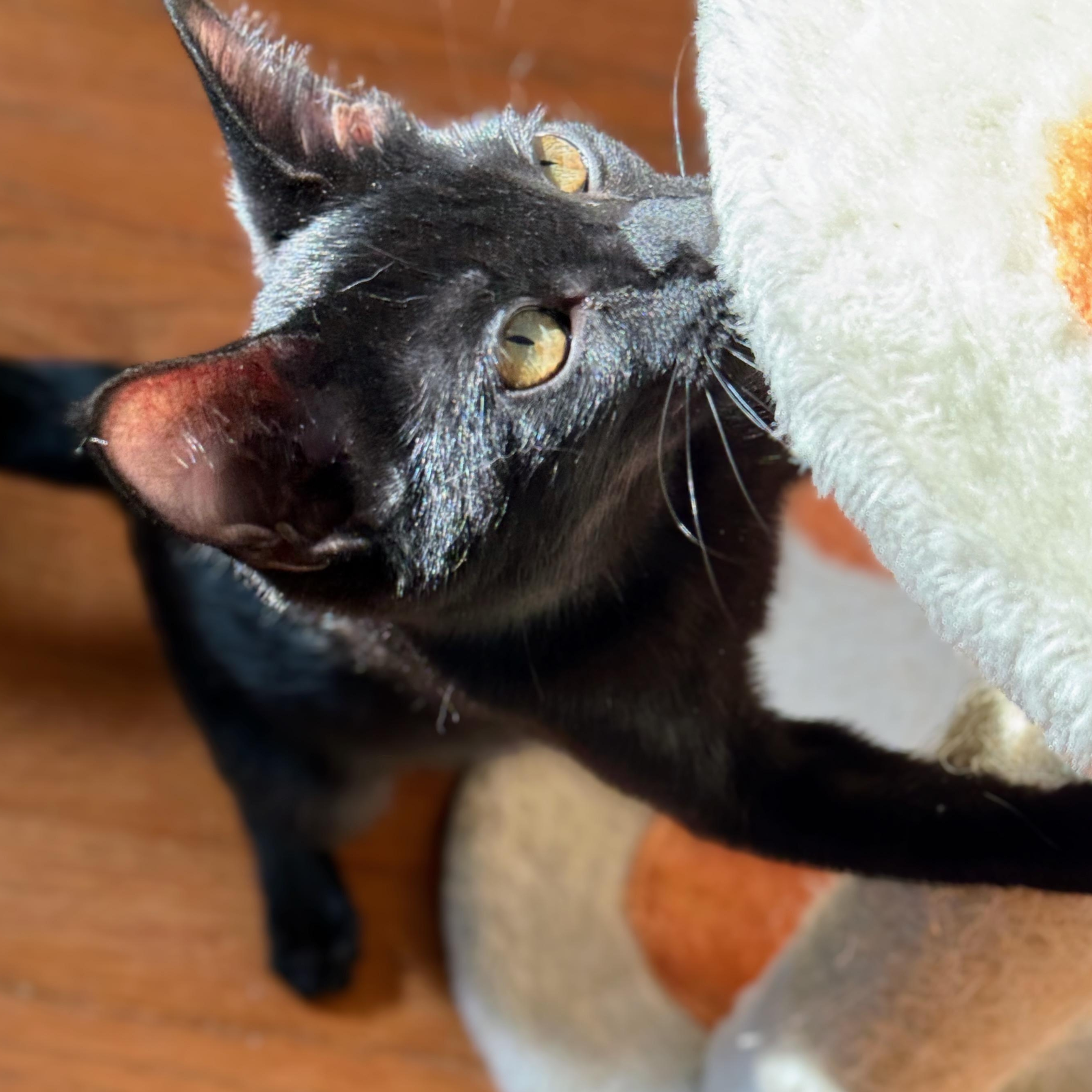 Lilly, adoptable, Young Female Domestic Short Hair.