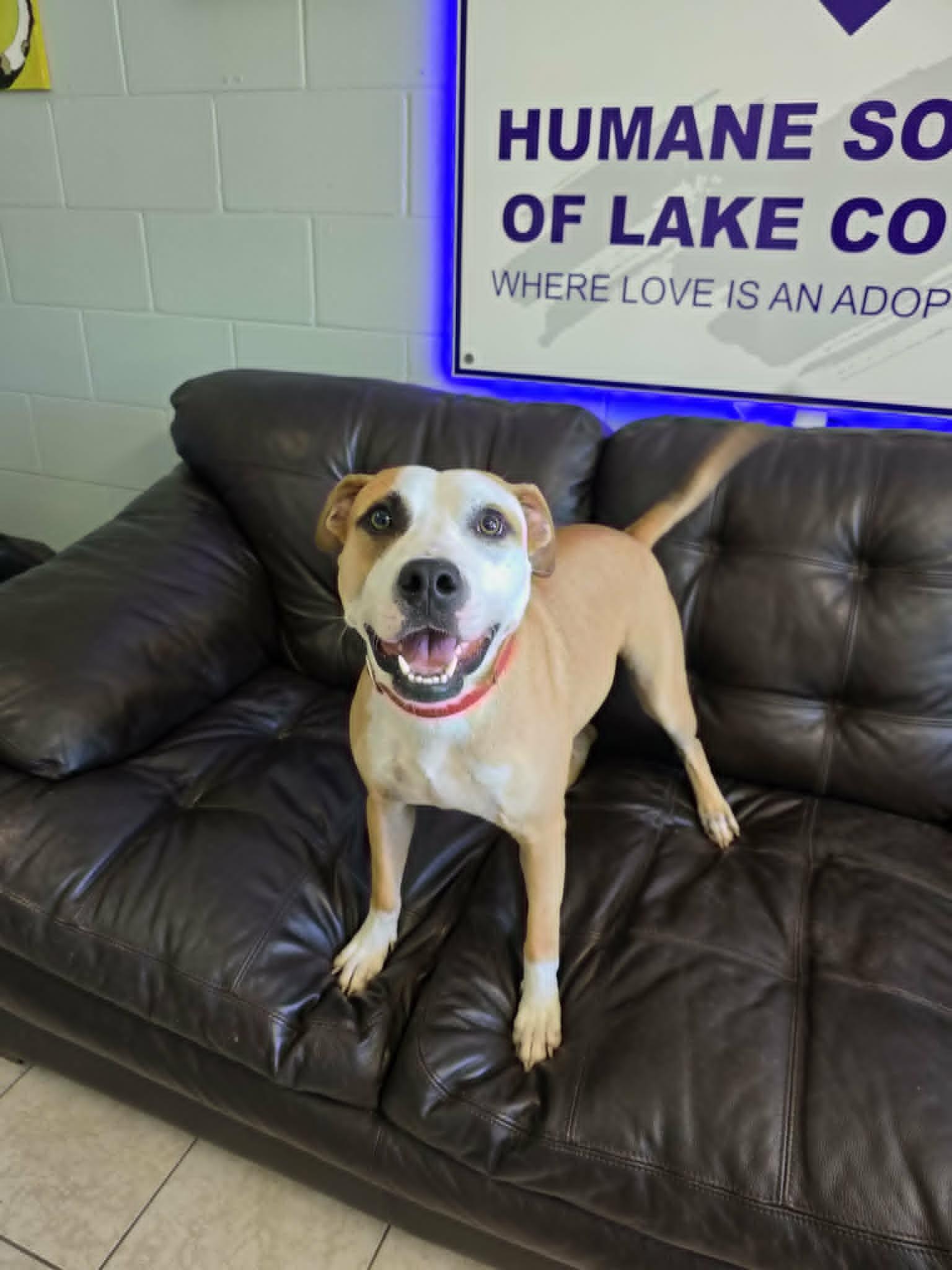 Enlarge Timon (SPONSORED), a Adoptable mixed breed in Umatilla, FL image 3/5