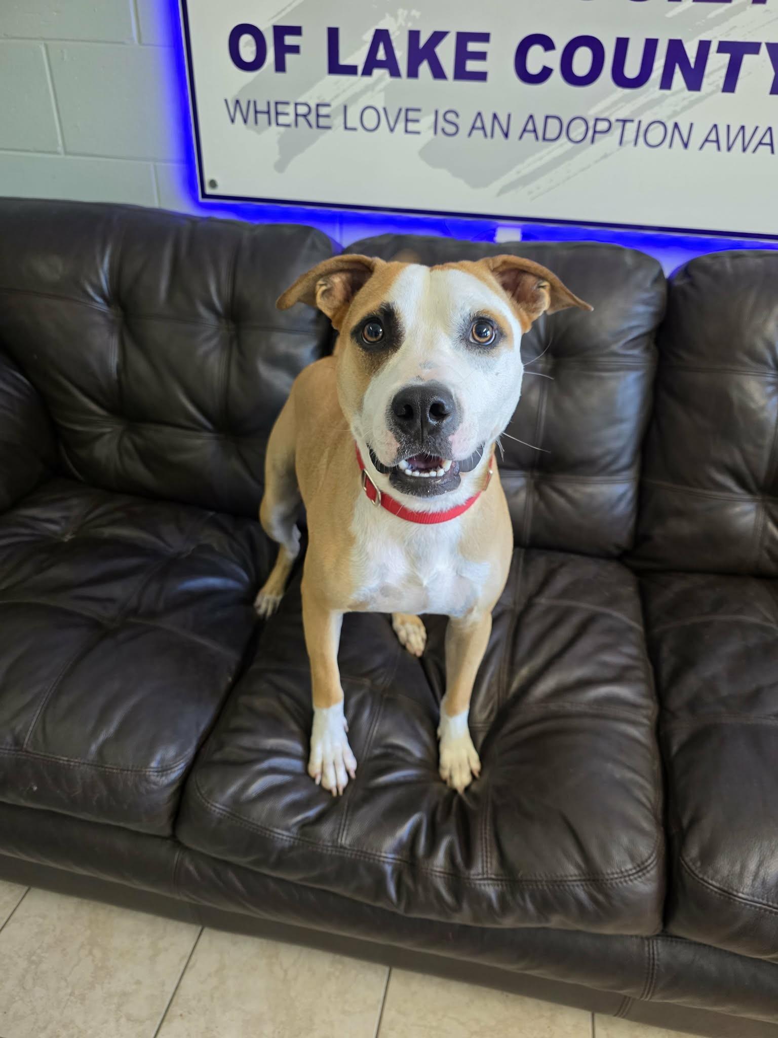 Timon (SPONSORED), Adoptable, Adult Male Mixed Breed.