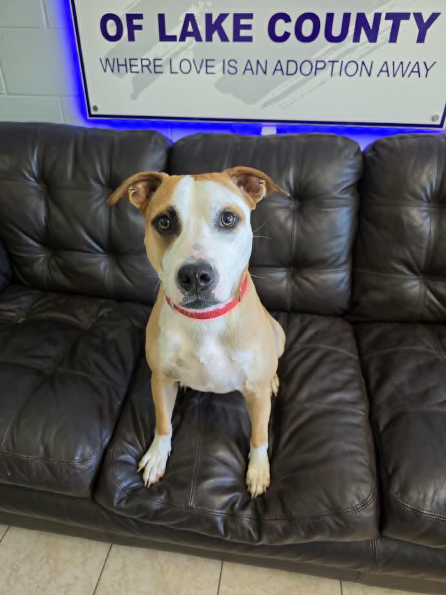 Enlarge Timon (SPONSORED), a Adoptable mixed breed in Umatilla, FL image 5/5
