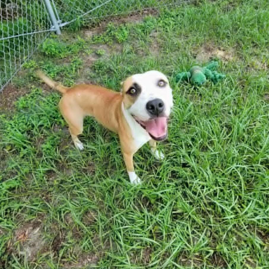 Enlarge Timon (SPONSORED), a Adoptable mixed breed in Umatilla, FL image 4/5