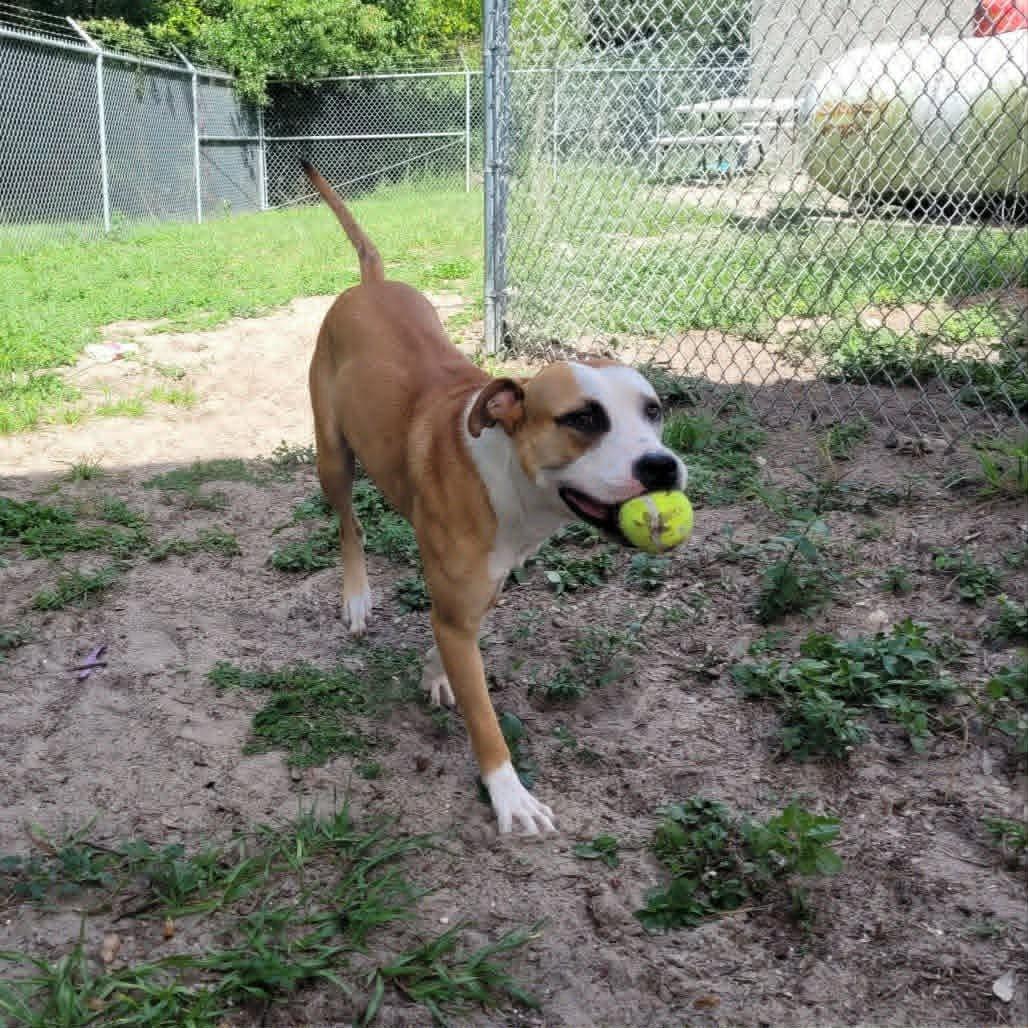 Enlarge Timon (SPONSORED), a Adoptable mixed breed in Umatilla, FL image 2/5