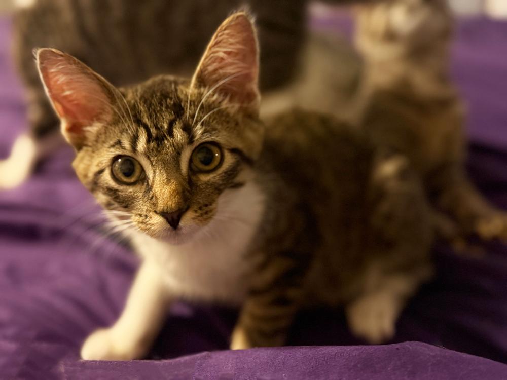 Enlarge Hopscotch Branch, a Adoptable Domestic Short Hair in Mount Laurel, NJ image 2/5