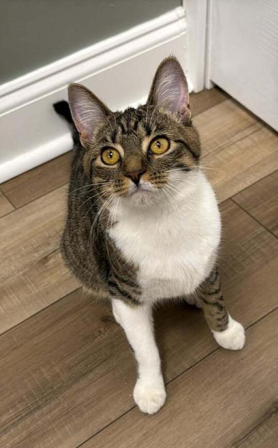 Hopscotch Branch, Adoptable, Kitten Female Domestic Short Hair.