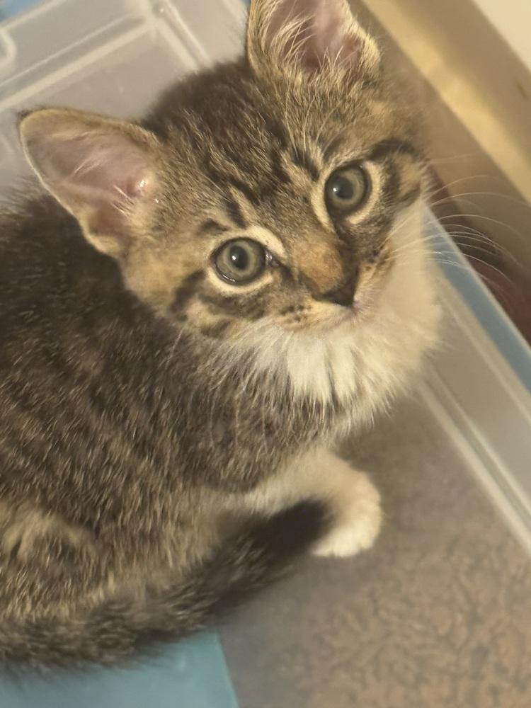 Enlarge Hopscotch Branch, a Adoptable Domestic Short Hair in Mount Laurel, NJ image 3/5