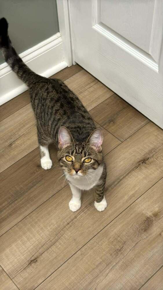 Enlarge Hopscotch Branch, a Adoptable Domestic Short Hair in Mount Laurel, NJ image 3/5