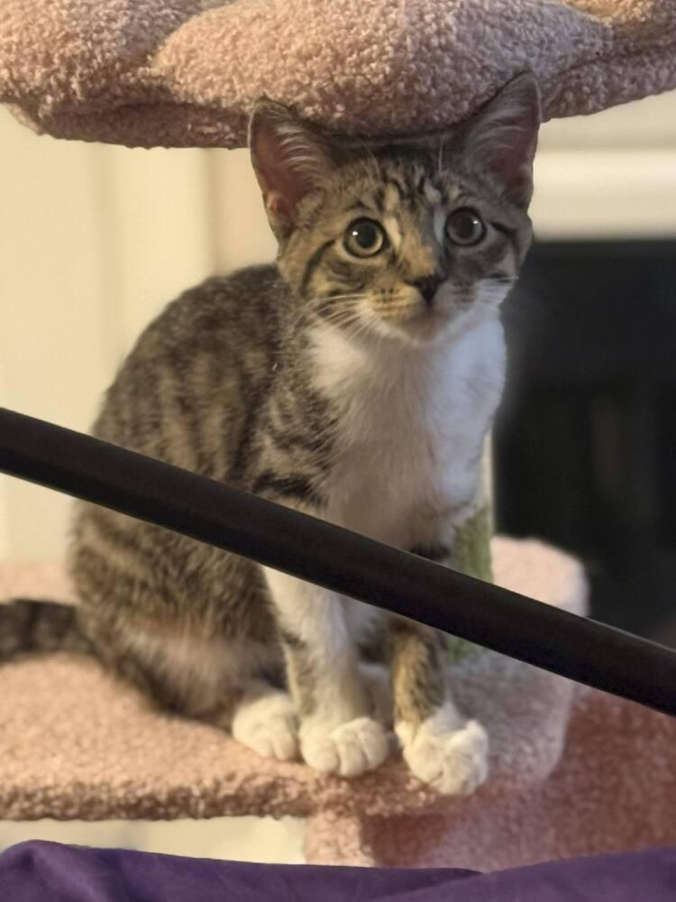 Enlarge Hopscotch Branch, a Adoptable Domestic Short Hair in Mount Laurel, NJ image 4/5