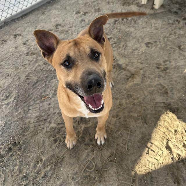 Enlarge FINN, a Adoptable Pit Bull Terrier in Thousand Palms, CA image 1/1