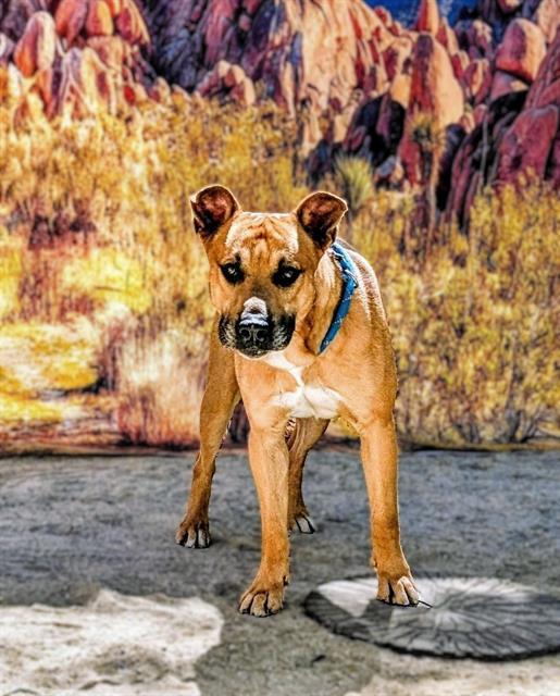 FINN, Adoptable, Adult Male Pit Bull Terrier.