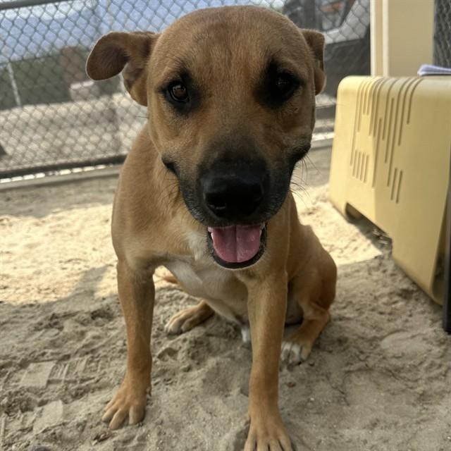 FINN, Adoptable, Adult Male Pit Bull Terrier.