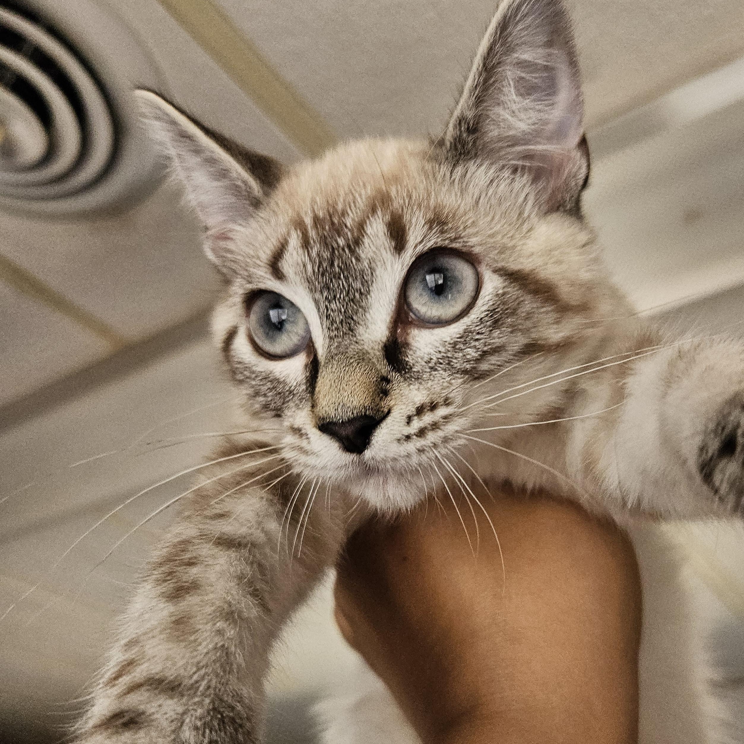 Enlarge Soup, a Adopted mixed breed in The Dalles, OR image 2/3