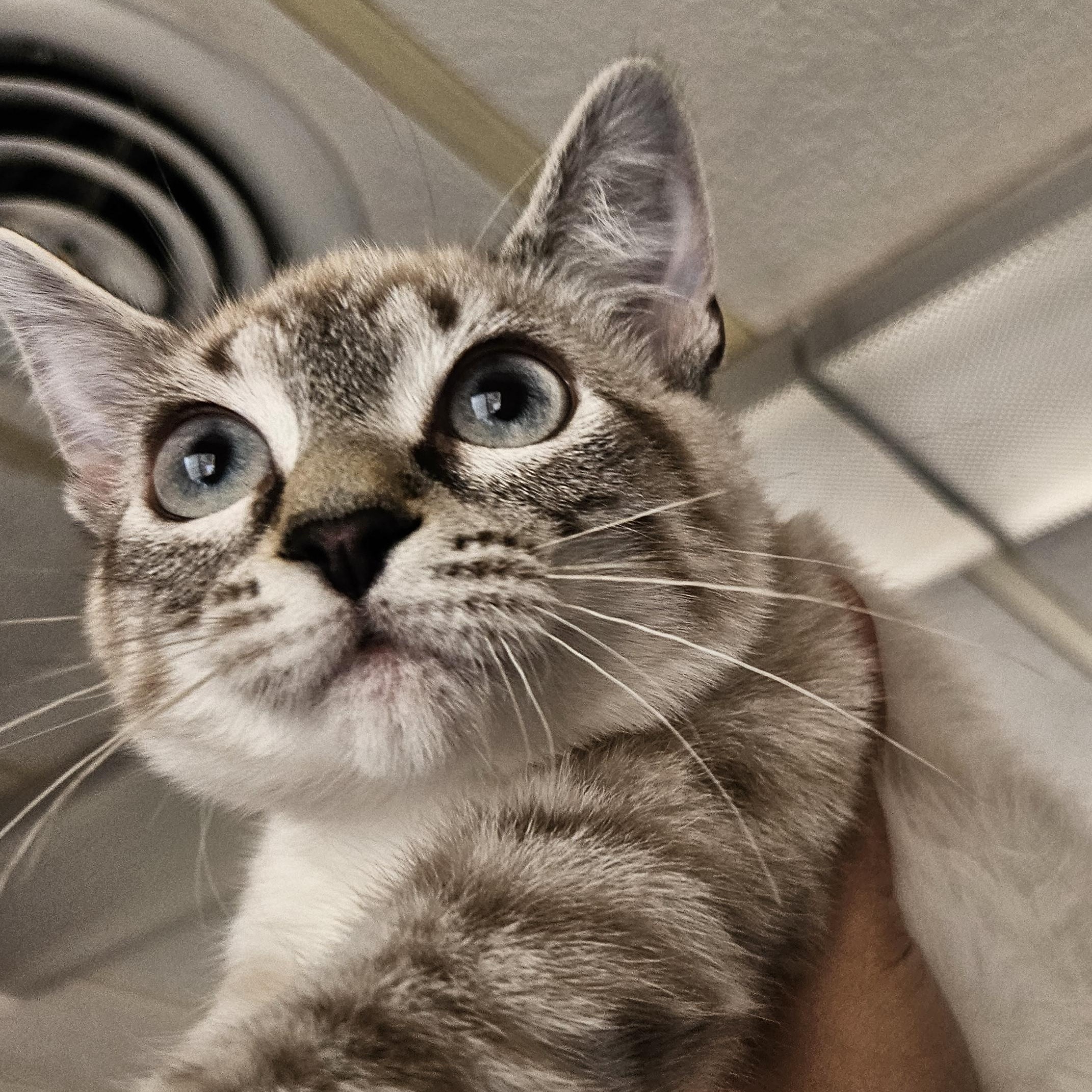 Enlarge Soup, a Adopted mixed breed in The Dalles, OR image 3/3