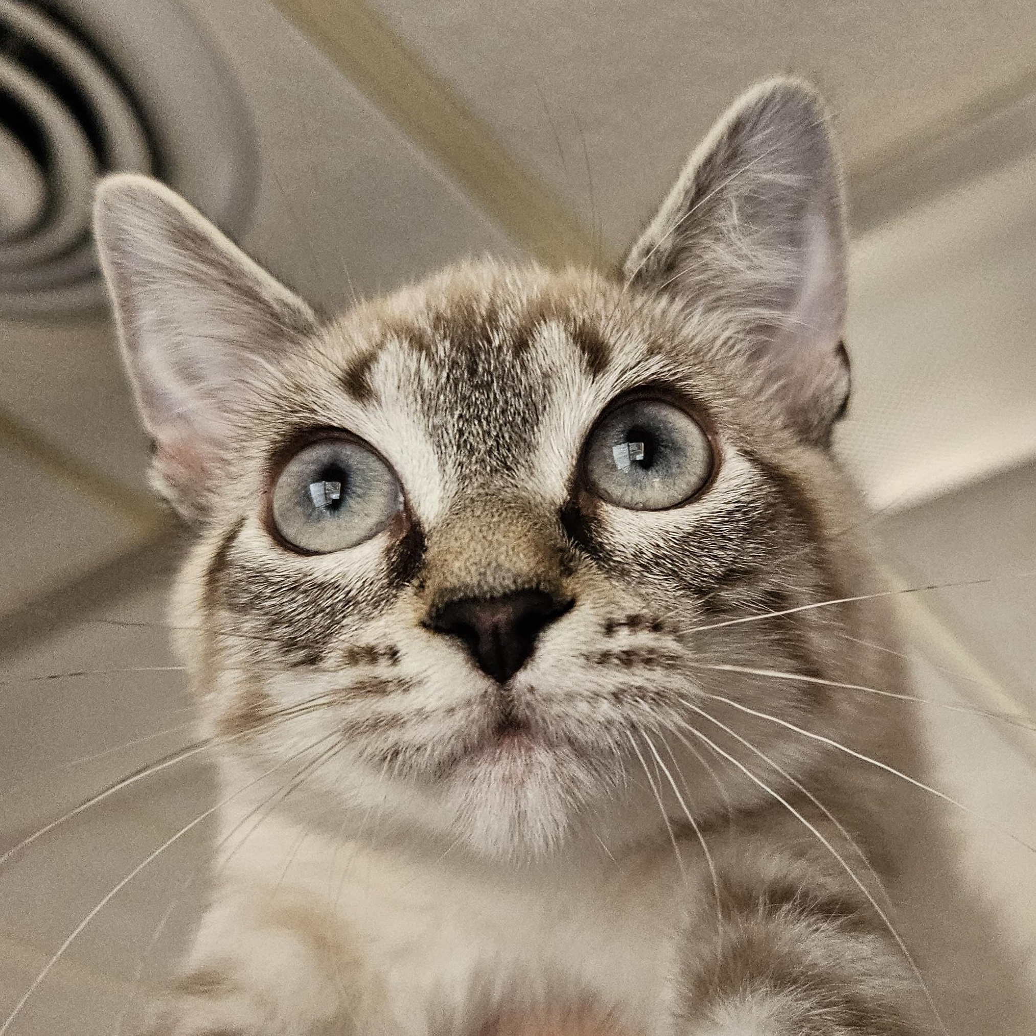 Enlarge Soup, a Adopted mixed breed in The Dalles, OR image 1/3
