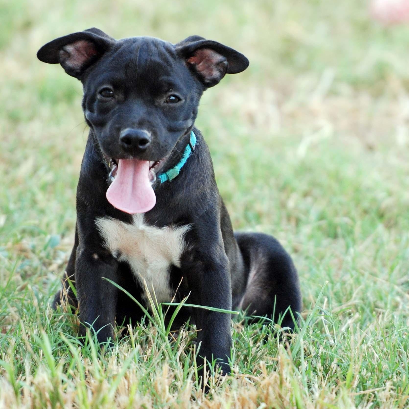 Enlarge Ganache, a Adoptable mixed breed in Madisonville, TX image 3/5