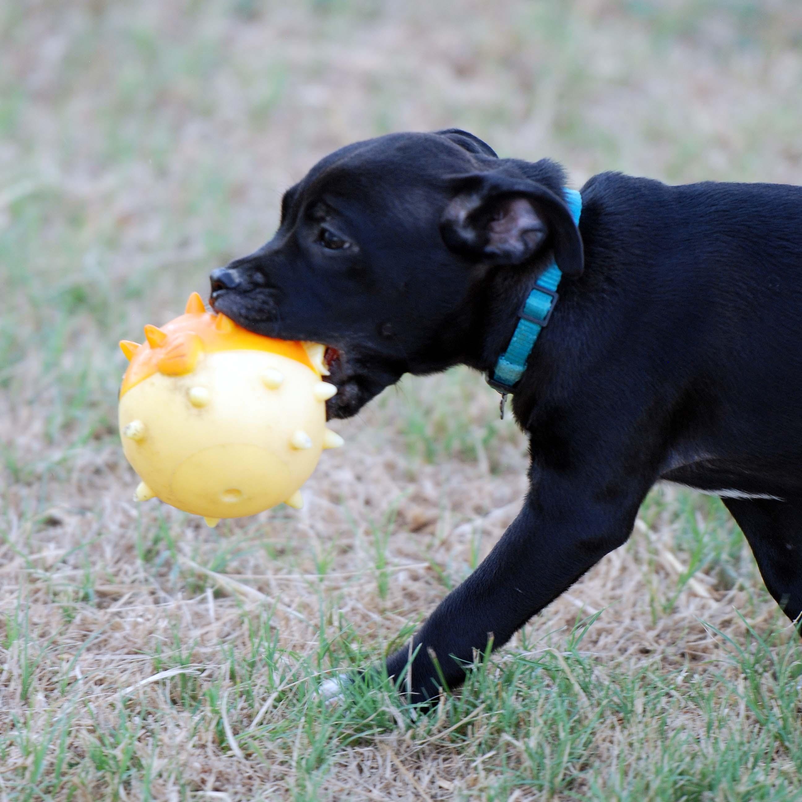 Enlarge Ganache, a Adoptable mixed breed in Madisonville, TX image 5/5