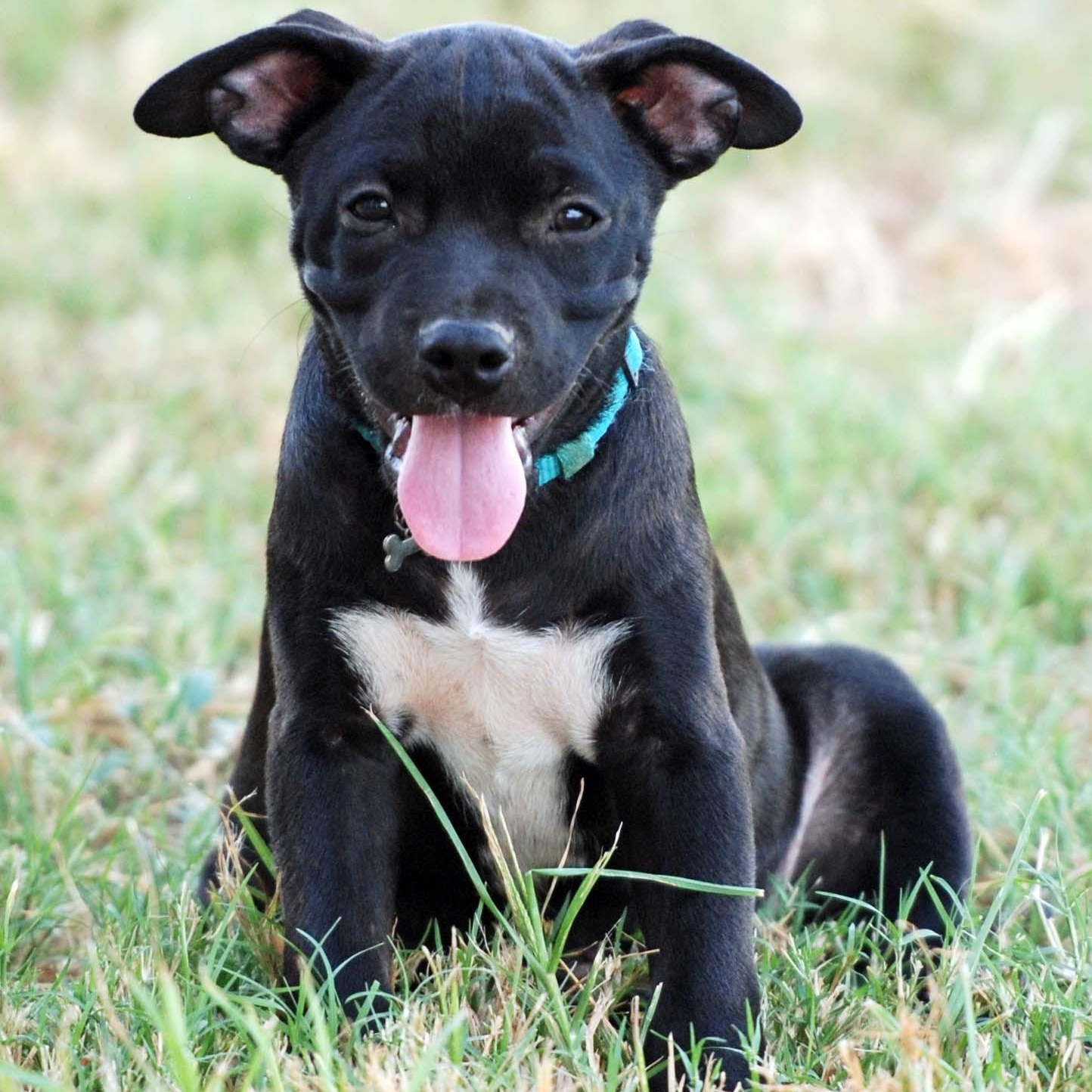 Enlarge Ganache, a Adoptable mixed breed in Madisonville, TX image 1/5