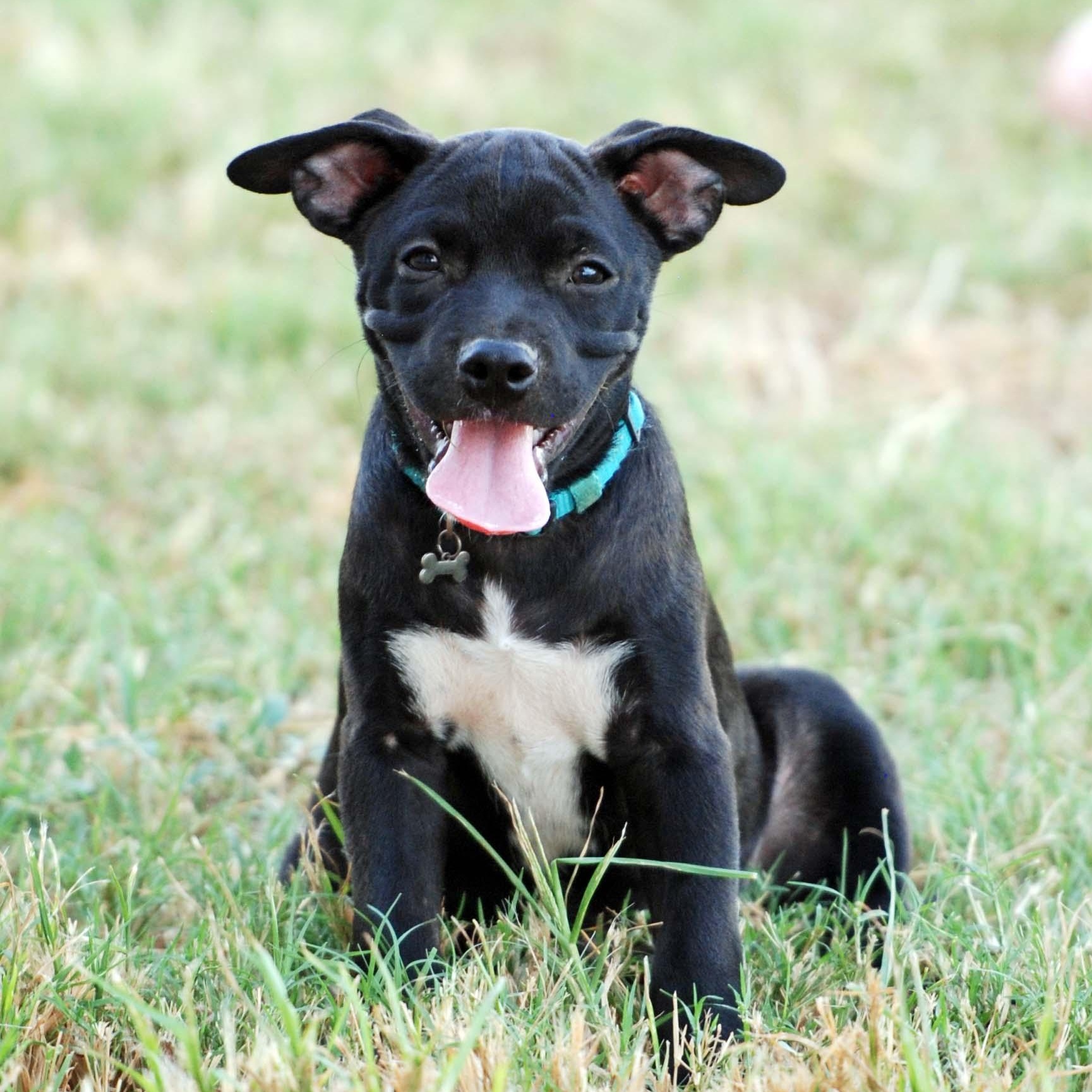 Enlarge Ganache, a Adoptable mixed breed in Madisonville, TX image 2/5