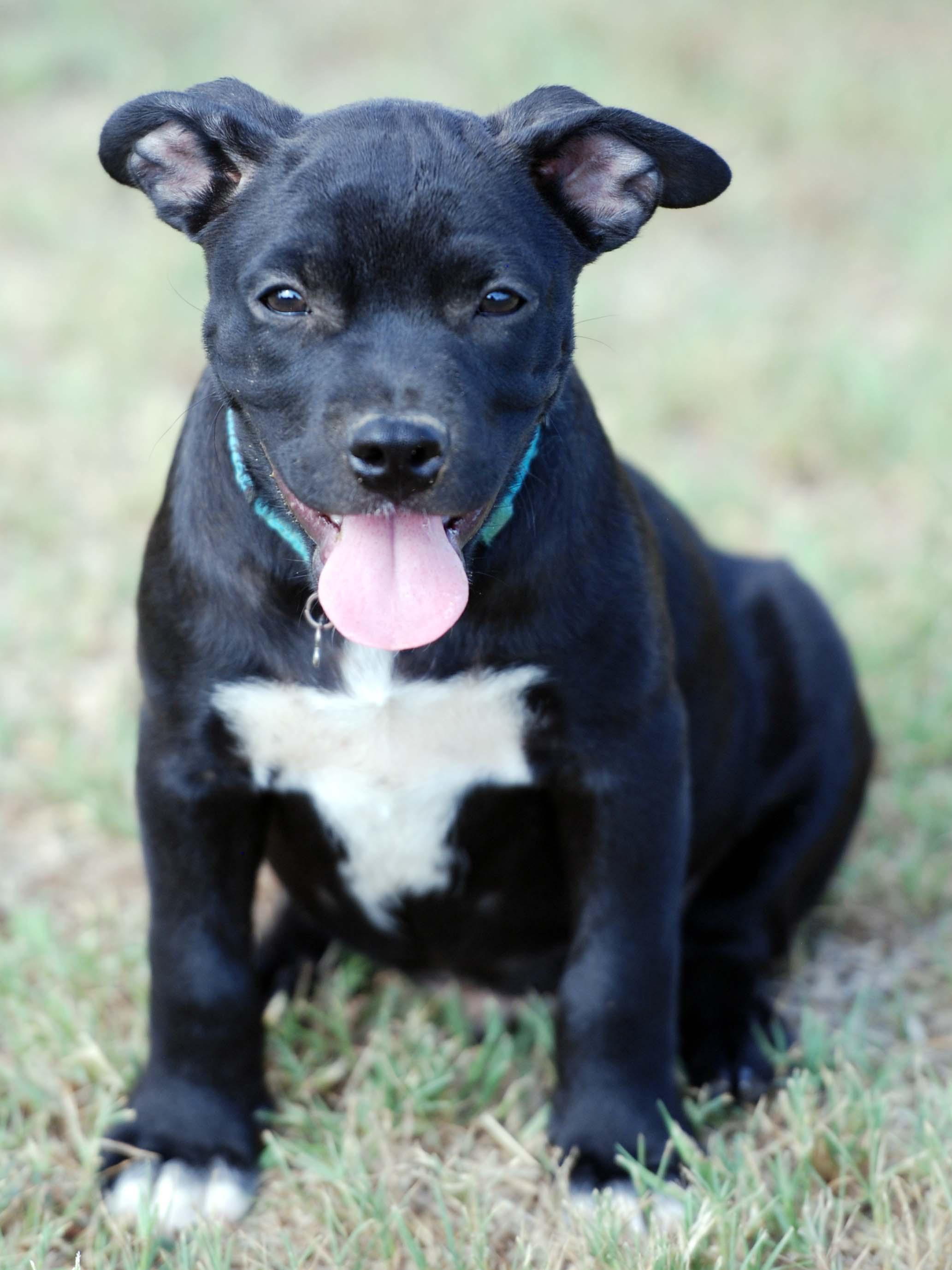 Enlarge Ganache, a Adoptable mixed breed in Madisonville, TX image 4/5
