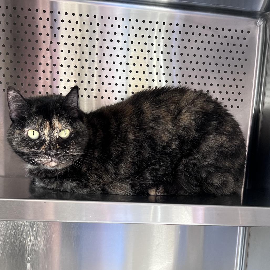 Enlarge Trixie, a Adoptable Domestic Short Hair in Sarasota, FL image 1/2