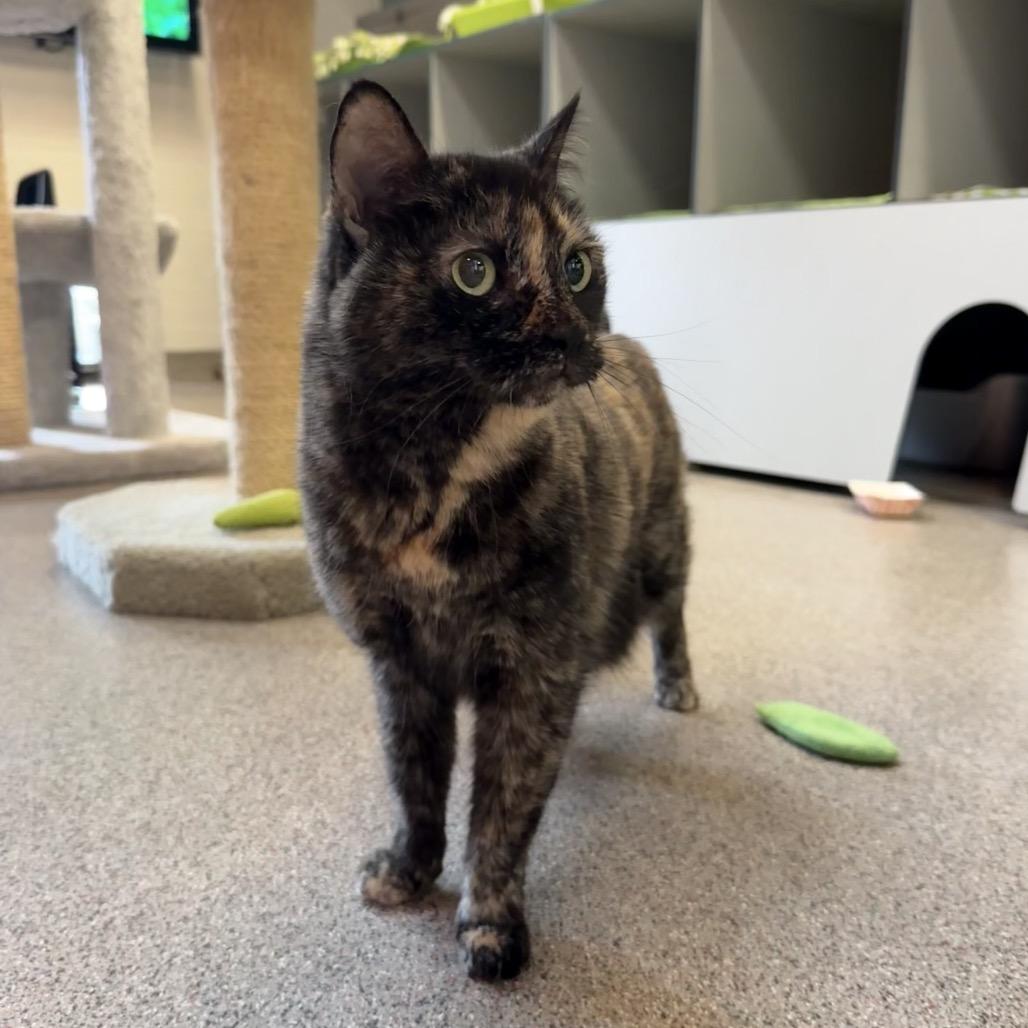 Enlarge Trixie, a Adoptable Domestic Short Hair in Sarasota, FL image 2/2