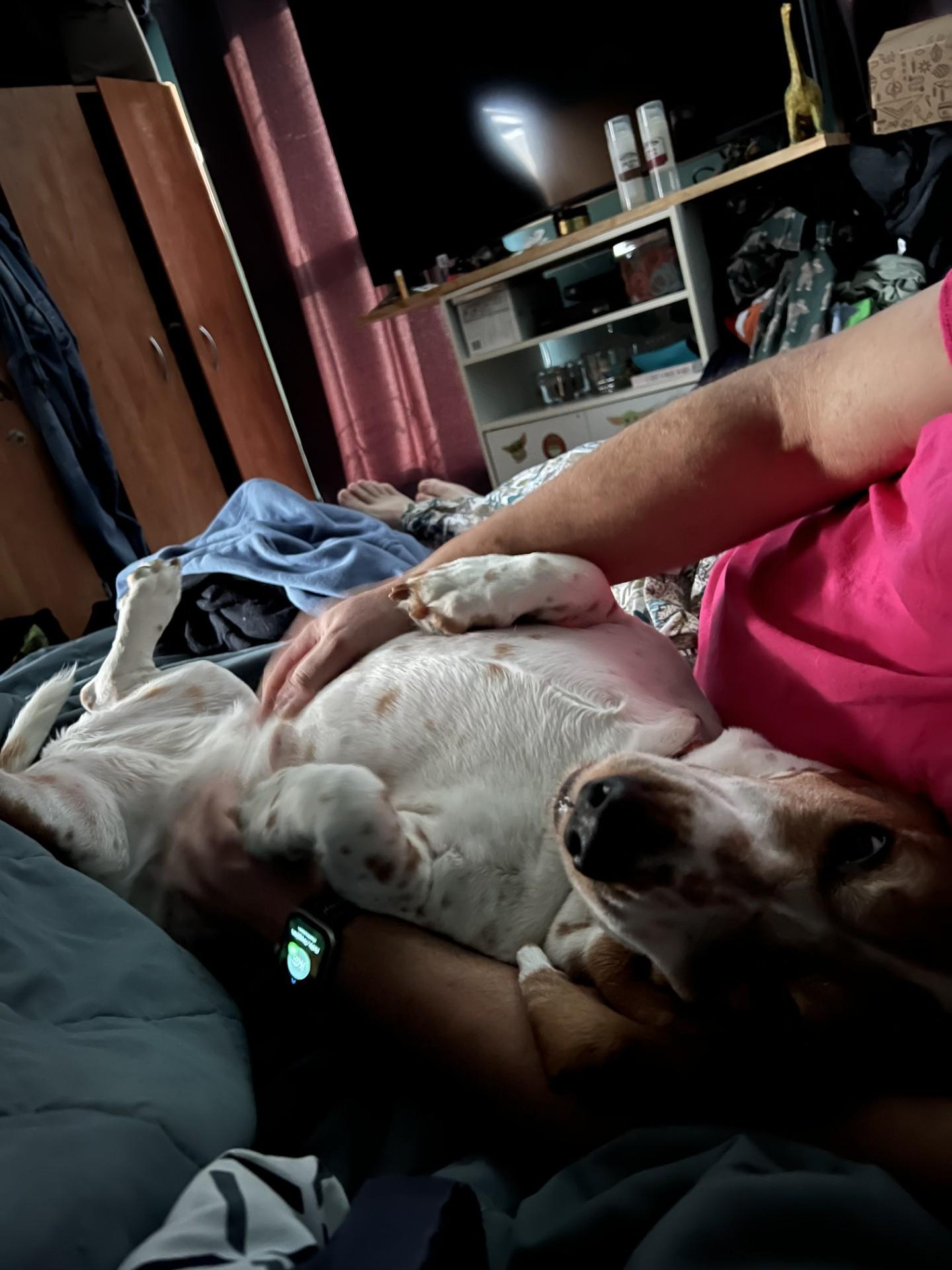 Enlarge Millie, a Adopted Basset Hound in Milwaukee, WI image 1/3