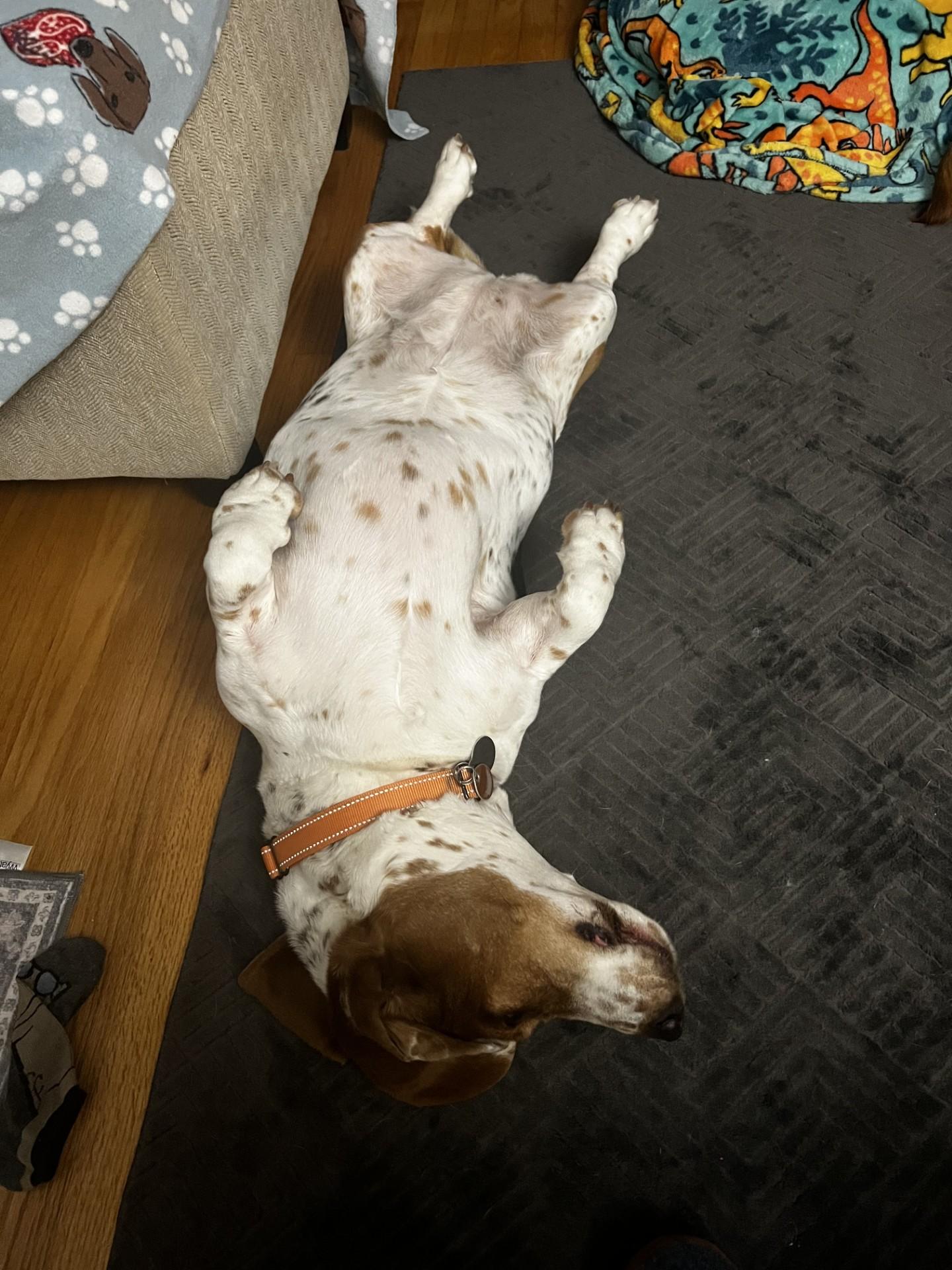 Enlarge Millie, a Adopted Basset Hound in Milwaukee, WI image 2/3