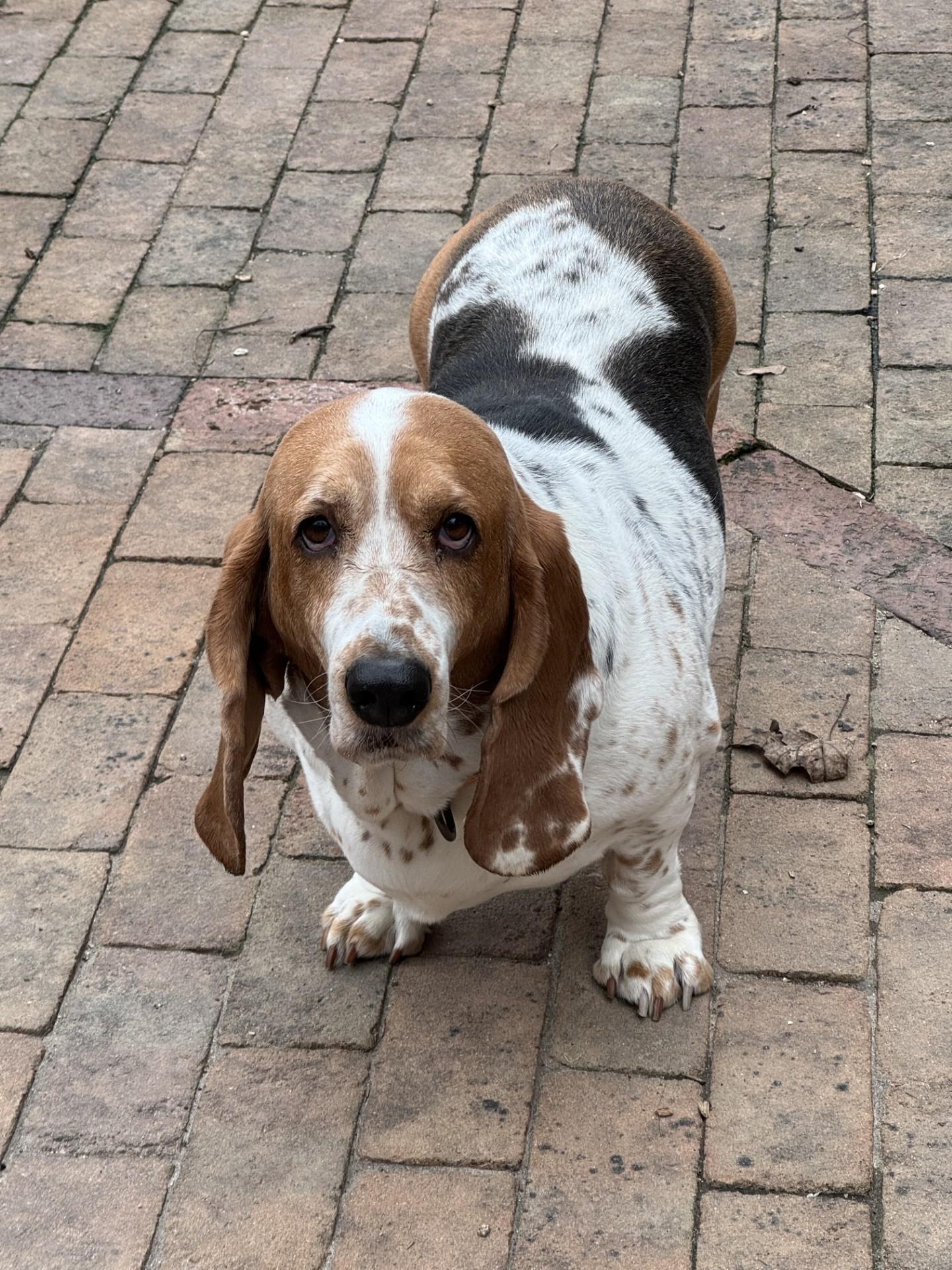 Enlarge Millie, a Adopted Basset Hound in Milwaukee, WI image 3/3