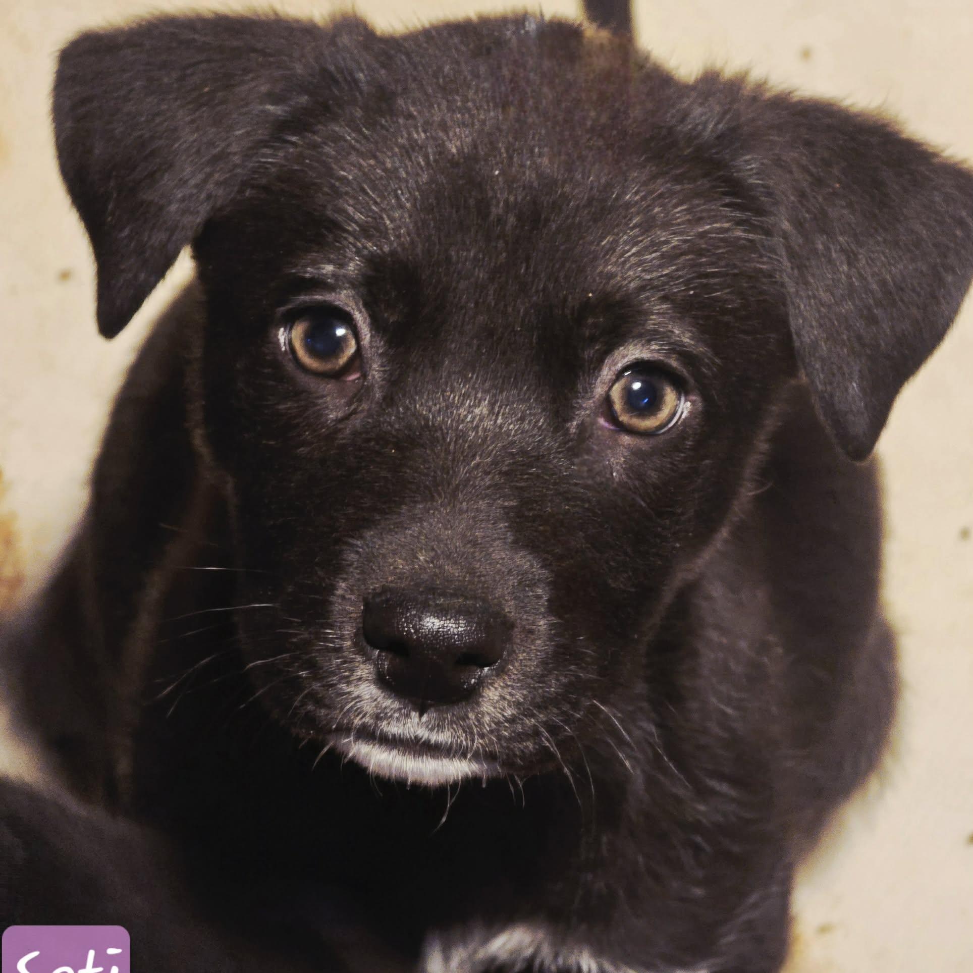 Seti, a ADOPTABLE Mixed Breed in Kenosha, WI image 2/4