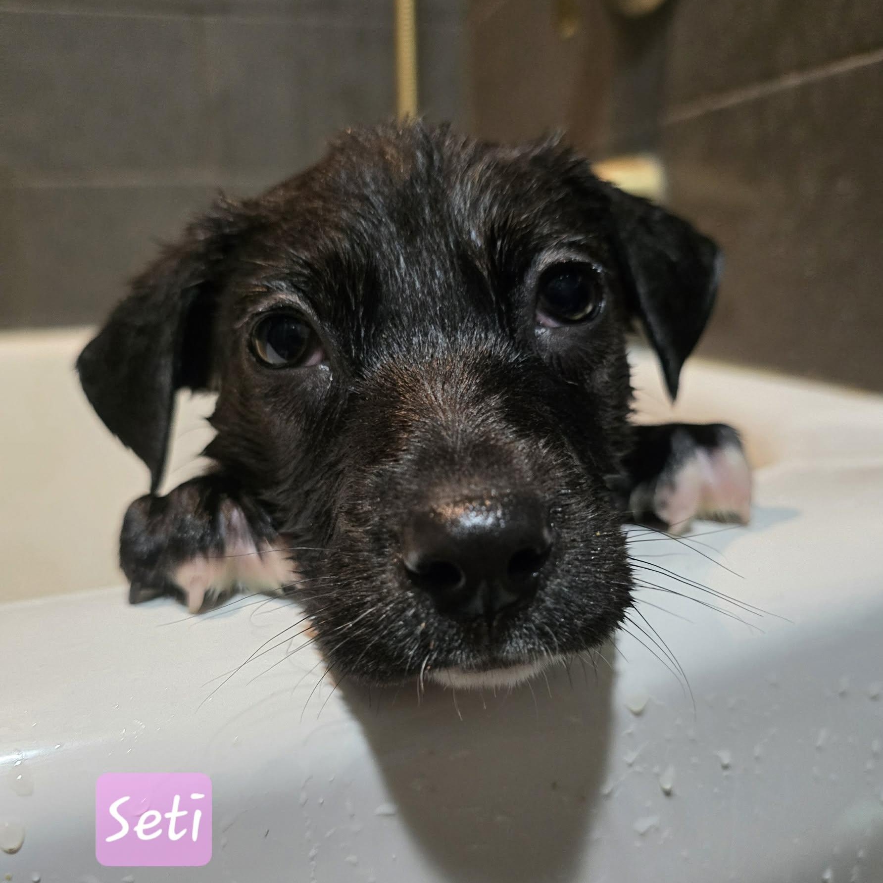 Seti, a ADOPTABLE Mixed Breed in Kenosha, WI image 3/4