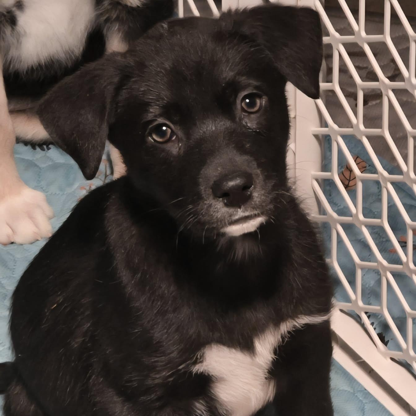 Seti, ADOPTABLE, Puppy Female Mixed Breed.