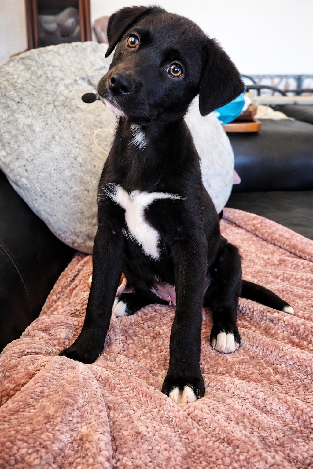 Seti, ADOPTABLE, Puppy Female Mixed Breed.