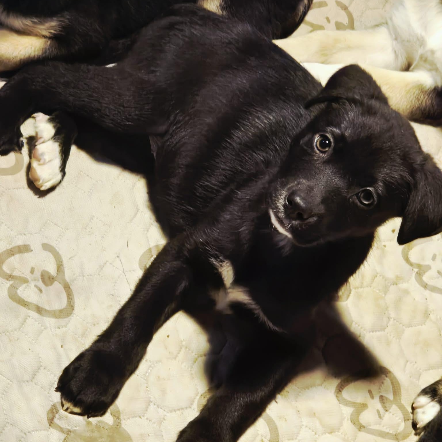 Seti, a ADOPTABLE Mixed Breed in Kenosha, WI image 4/4