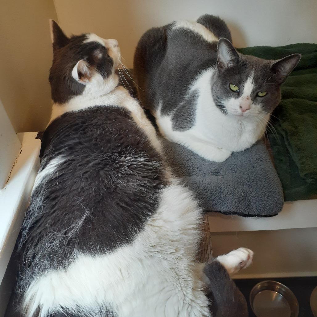 Scout, a Adoptable Domestic Short Hair in Pittsburgh, PA image 1/5