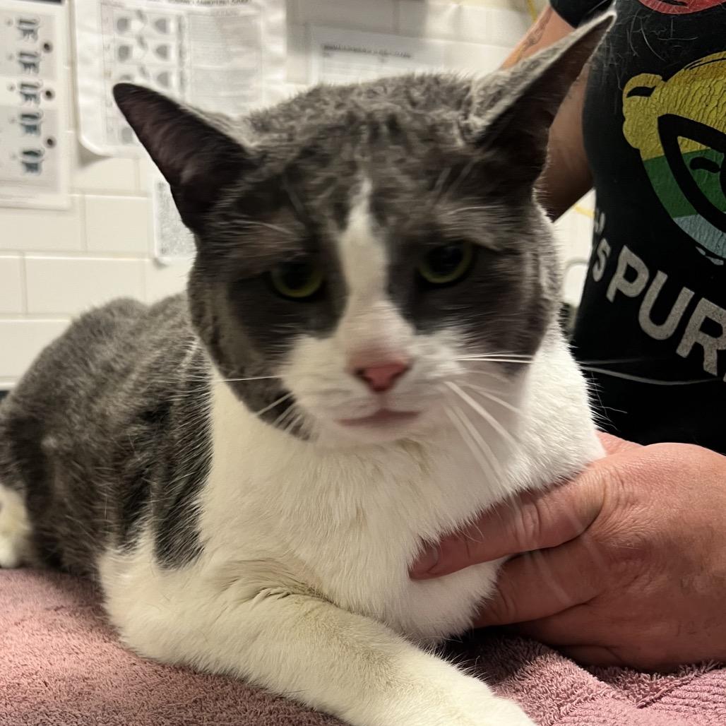 Scout, a Adoptable Domestic Short Hair in Pittsburgh, PA image 2/5