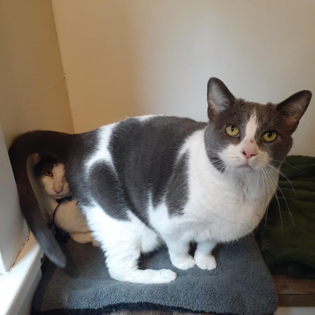Scout, a Adoptable Domestic Short Hair in Pittsburgh, PA image 3/5